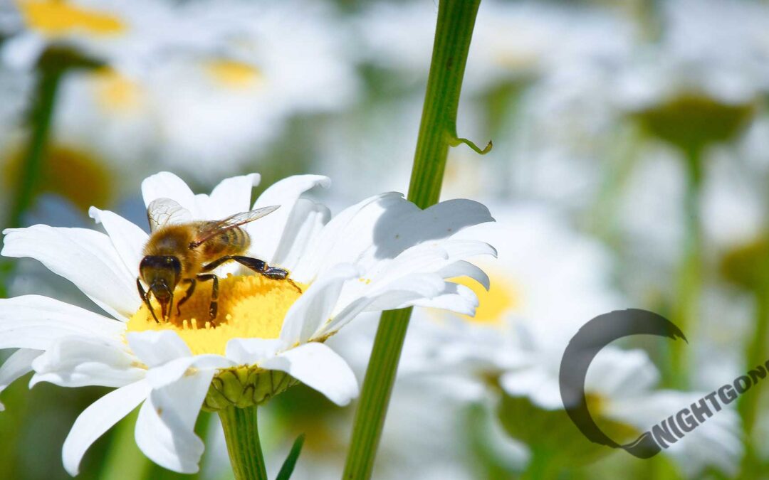 Bee-on-Daisy-1920x1080_logo